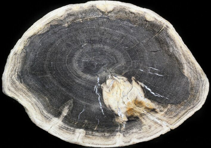 Petrified Wood (Tropical Hardwood) Slab - Indonesia #41907